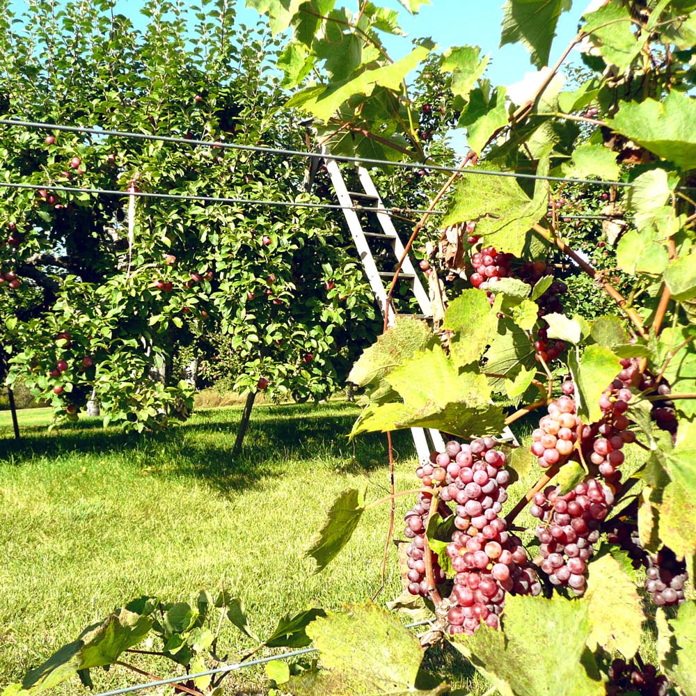 Val Caudalies, vignoble de Dunham au coeur de la Route des vins